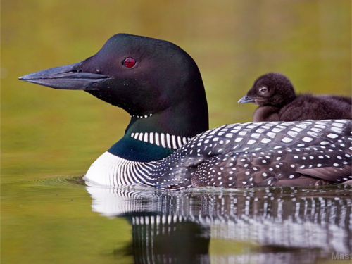 loon.png
