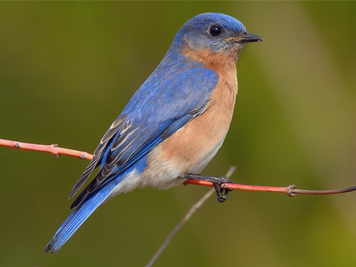bluebird.png