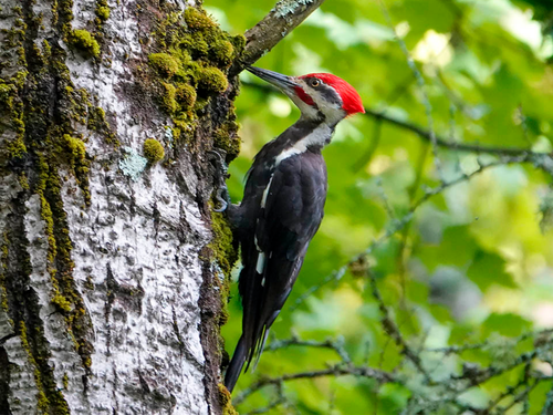 woodpecker.png