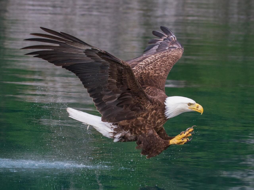 baldeagle.png