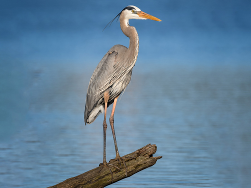 heron.png