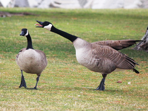 goose.png