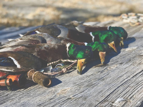 Goose Hunting in Colorado - Birds and Bucks Outdoors.jpg