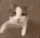 Cat-kiss.gif