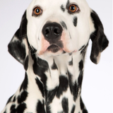 dog.png