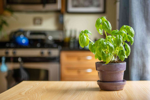 how to grow basil plants 1402624 06 2a552a61e7c0498a9e0513597fbc4b1c.jpg