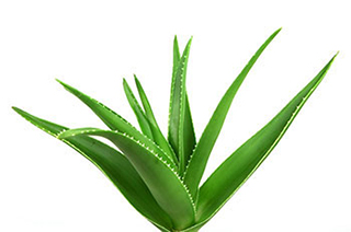 aloe leaf.jpg