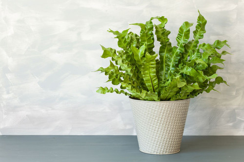 birds nest fern GettyImages 892042450 0367a42f96744aa7baf0a1486f8975e9.jpg