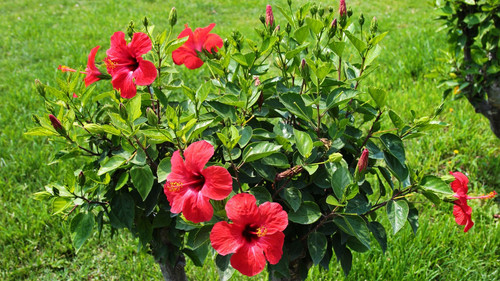 A shrub with bright red flowers.jpg