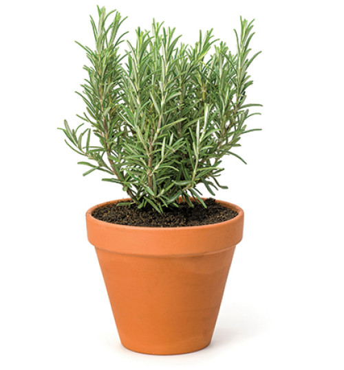 Rosemary herbal plant bangladesh 500x539.jpg