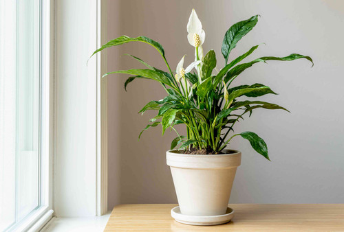SPR variegated peace lily domino 7097188 hero A 422d7faa152d42d3a4030ff8a2a33768.jpg