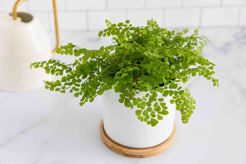 grow adiantum ferns 1902722 10 4e79074809694fa8bea32a562b1eb28a.jpg