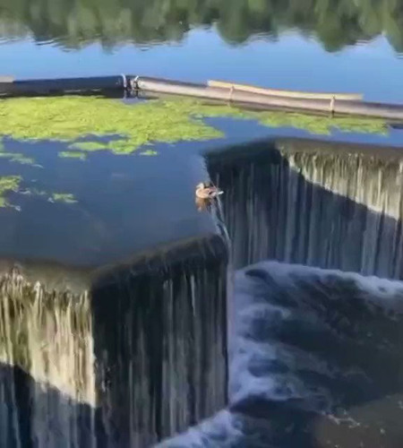 GjfIDsrxDQ f704N.jpg