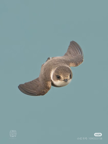 Camera 1040g0k031he3l3i038005nui9vr094ra7hqjms8.jpg