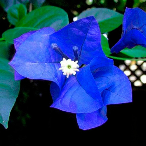 Bougainvillea 4.jpg
