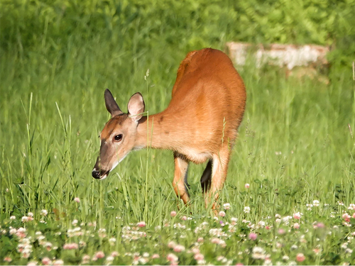 whitetaileddeer.png