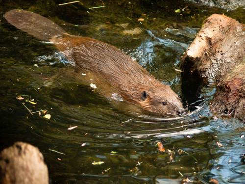 beaver.png