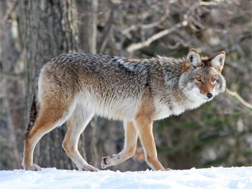 coyote.png