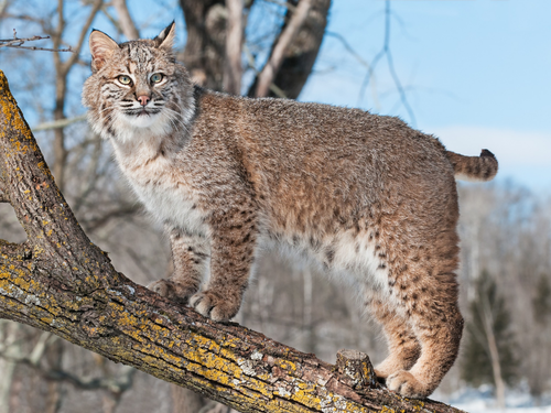 bobcat.png