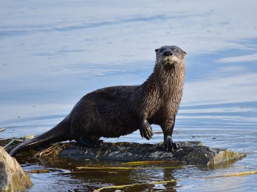 otter.png