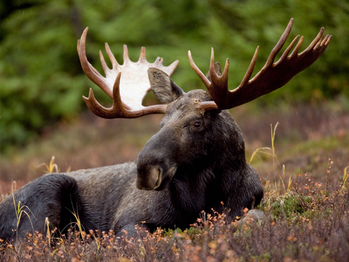 moose.png