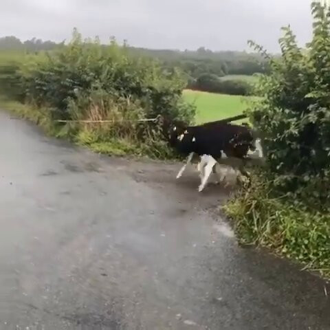 qUGyq dRdXCA9IP3.jpg