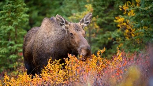 AA7236 Moose Mark Raycroft 23 14.png