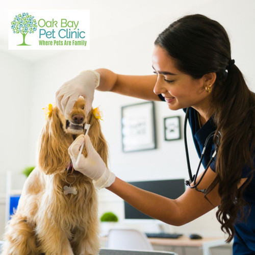 Dog Dental Clinic Victoria for Healthy Pet Smiles.jpg
