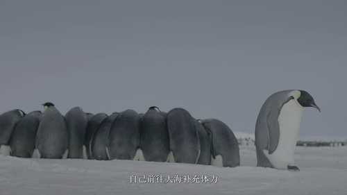 企鹅之谜.Secrets.of.the.Penguins.S01E01.2025.2160p.DSNP.WEB DL.DDP5.1.H265.HDR.DV HDSWEB.mkv 20250424 12.png