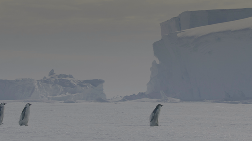 企鹅之谜.Secrets.of.the.Penguins.S01E01.2025.2160p.DSNP.WEB DL.DDP5.1.H265.HDR.DV HDSWEB.mkv 20250424 12.png