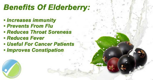 elderberry2503