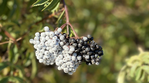 elderberry2502.jpg