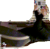 oie trans (1).gif