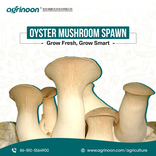 Ready to scale your mushroom farming with premium-quality spawn.jpg