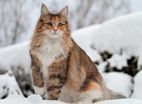 Screenshot 2025 05 05 100007.png