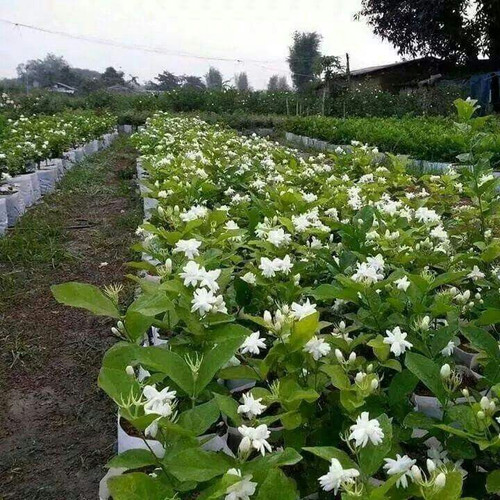 Jasmine Farming.jpg