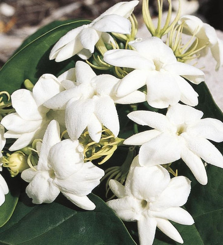 Lowe's Arabian Jasmine Flowering Shrub in In pot (with soil) with White Blooms JASB6.jpg