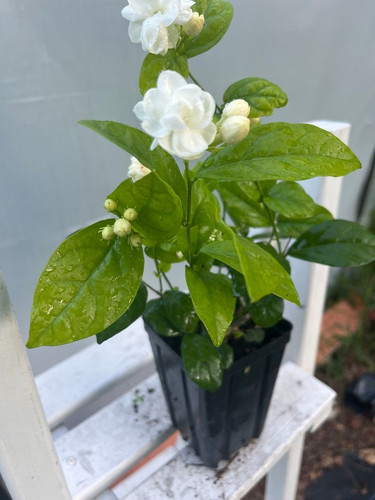 Dontara Malli Jasmine double flower , gundu malli, Arabian Jasmine, mogra live plant in 4 pot.jpg