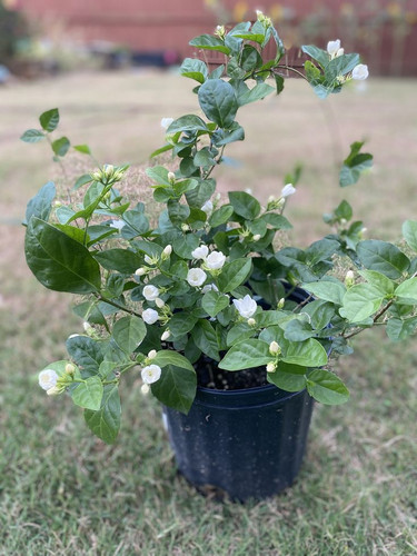 Arabian Jasmine Jasminimum Sambac( No Shipping to CA ).jpg