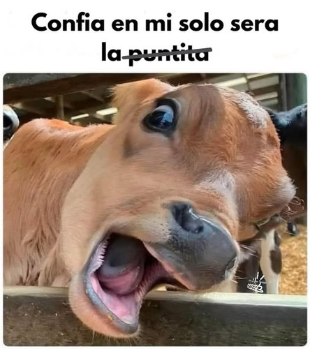 494538323 122134239686400152 5276684855750459725 n.jpg