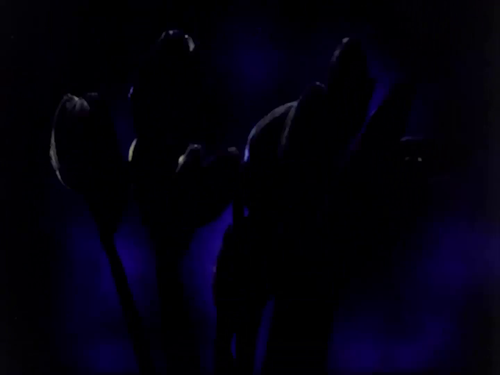vlcsnap 2025 05 05 12h50m01s858.png