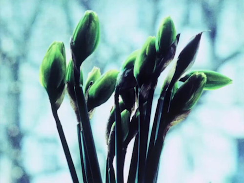 vlcsnap 2025 05 05 12h48m56s744.png