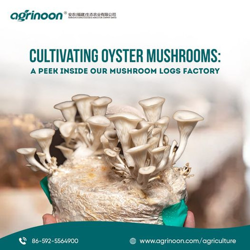 Do you want to grow mushrooms?.jpg