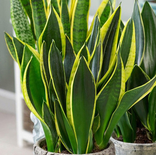 Sansevieria Golden Flame Snake Plant.jpg