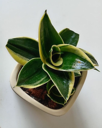 Breathe easy with Snake Plant magic! 🌱✨ #freshfridays #Montanaplantstudio #snakeplant.jpg