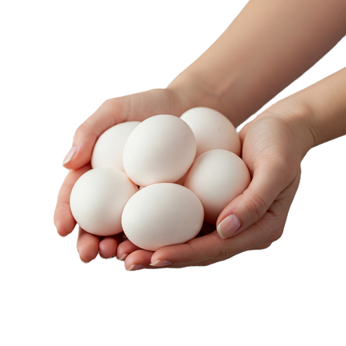 EggLife Website Photos (29).png