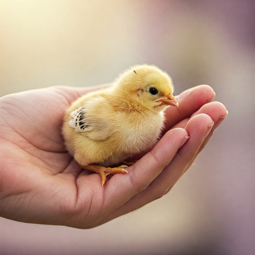 EggLife Website Photos (39).jpg