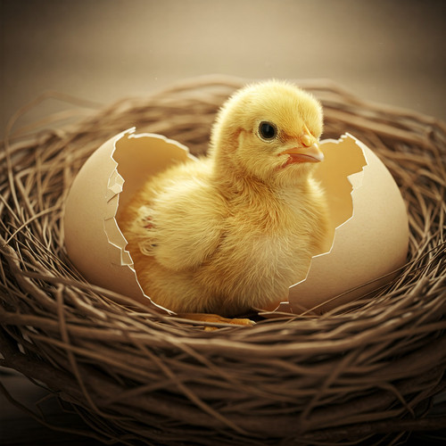 EggLife Website Photos (12).jpg