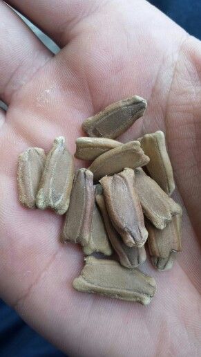 Bottle gourd seeds I want a whole set of gourd cups and bowls .jpg