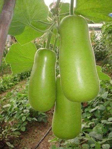 1 Packet (50 Seeds) Long Bottle Gourd BAU TRAI Da Opo Seeds.jpg